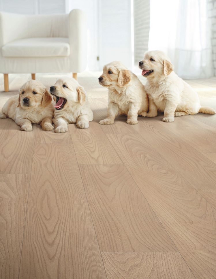 puppies on a pet friendly floor